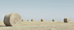 Agriculture