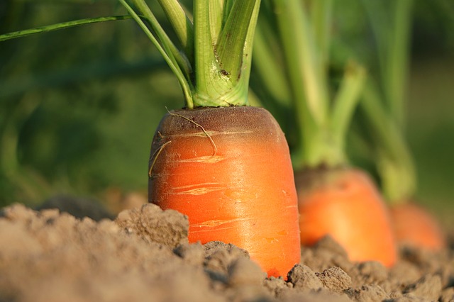carrots-Agrocheck - IQC